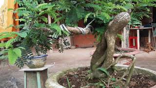 Cây Me bonsai - kỹ thuật, kinh nghiệm đắt giá  khi trồng bonsai