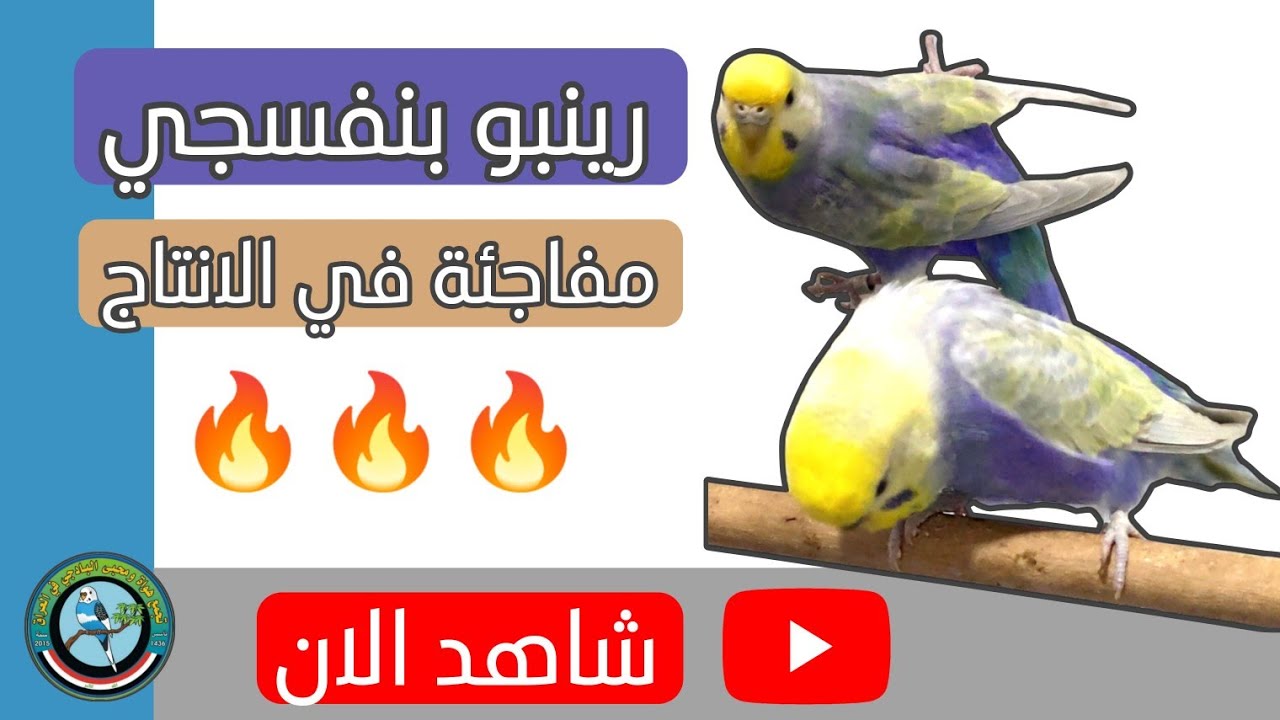 رينبو بنفسجي-مفاجئة في الانتاج