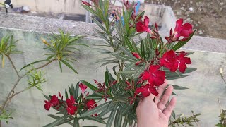 लाल रंग की कनेर | Red Colour Oleander | Kaner | Today Terrece vlog #oleander#kaner#redflower#vlog
