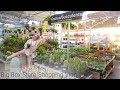 Big Box Store Houseplant Shopping Vlog! Go Plant Shopping At Home Depot and Lowes!