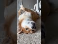 A Common Scene When You Have a Shiba