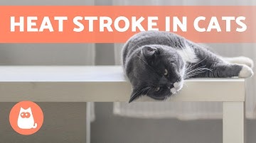 HEAT STROKE in CATS - Symptoms and First Aid