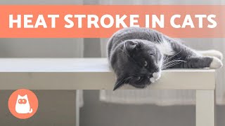HEAT STROKE in CATS  Symptoms and First Aid