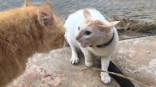 Kucing mainecoone vs kucing lokal berantem