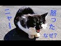 猫に話しかけ…ナデナデしてみたら？怒る! 叫ぶ！威嚇の鳴き声 ! 喧嘩に発展ww (コンビニにいた猫) …衝撃!!猫が喧嘩に至るまで An angry cat【BBC】話す猫