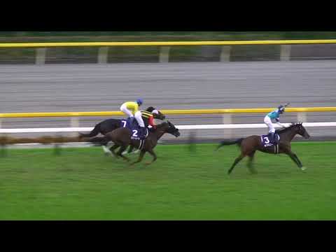 天皇賞(秋)  1着カンパニー号 (横山典弘騎手)  (個人撮影)  2009年11月1日(日) 東京競馬場