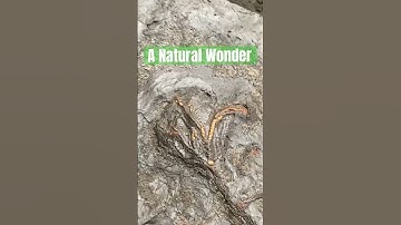 I can’t believe the huge fossil hunting surprise that Mike found! #fossilhunting#shorts