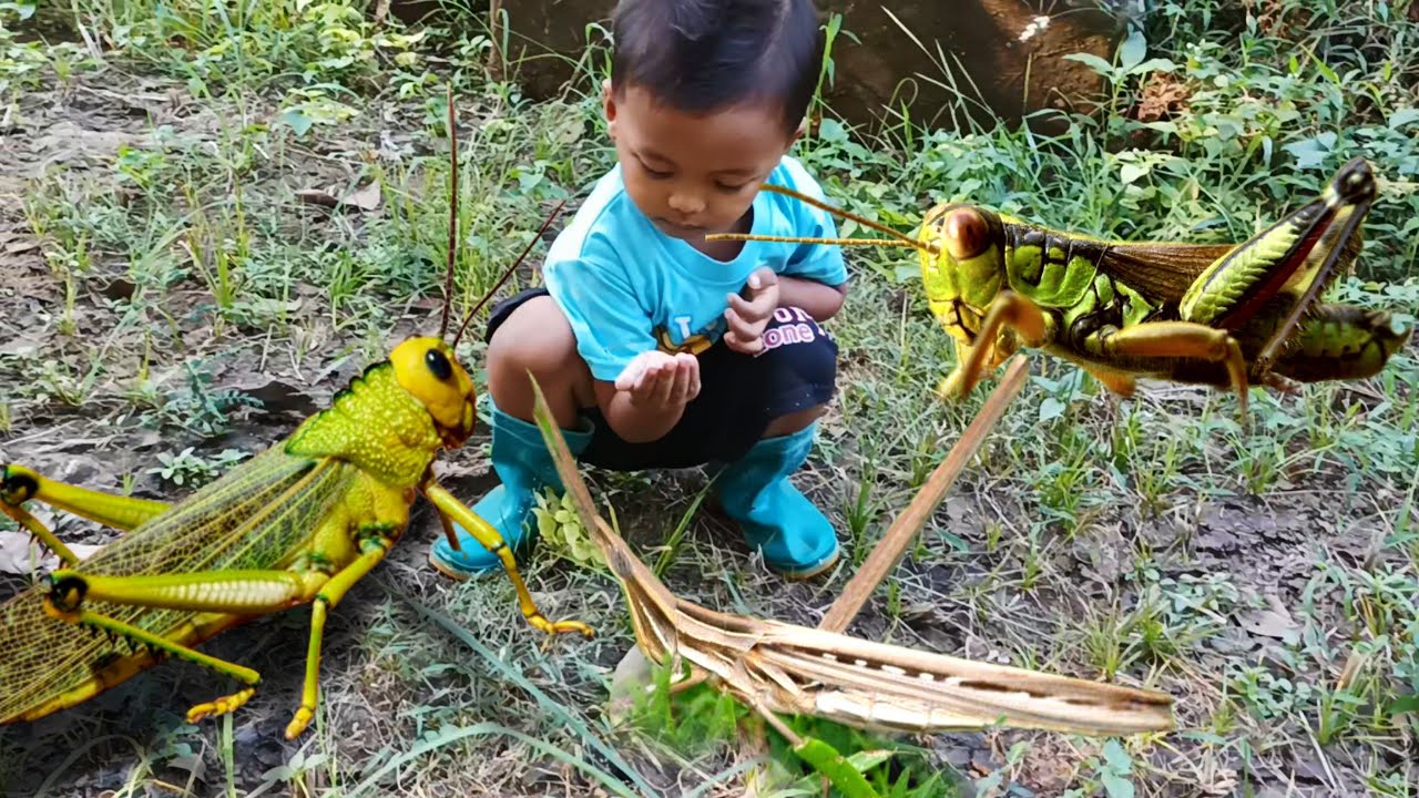 MENANGKAP BANYAK SERANGGA BELALANG HIJAU BELALANG KERUCUT SERANGGA