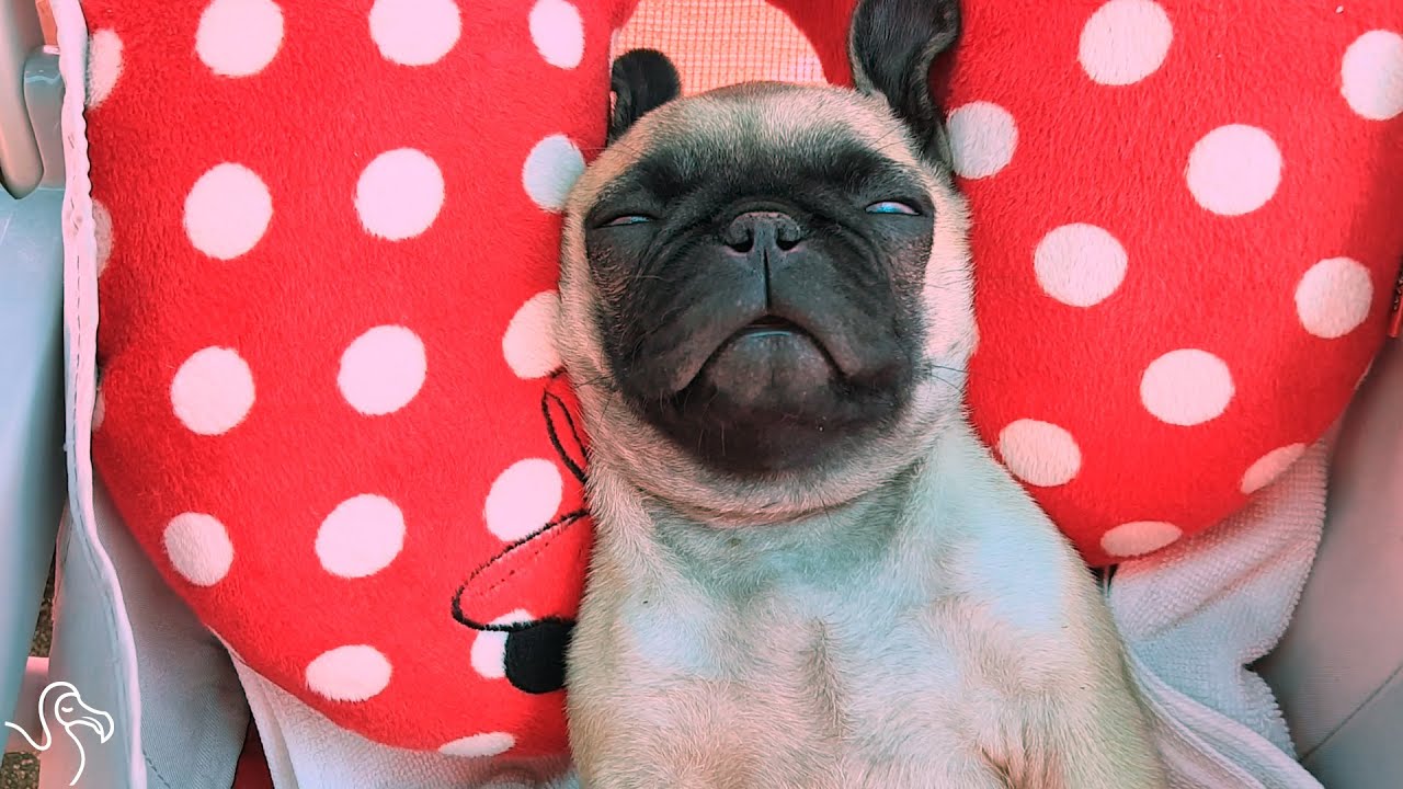 Snuggliest Pugs Prove No One Is Better At Napping