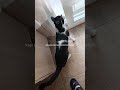 #cat #kedivideoları Kapı arasından çıkmıştı içeri aldim