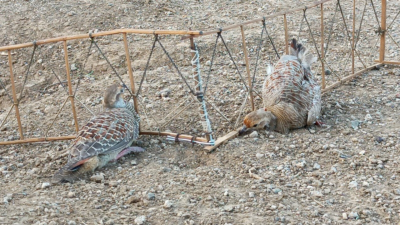 teetar ke awza || teetar pakdne ki tarkia || kala teetar ki awaaz || teetar ka shikar kaise Karen ||