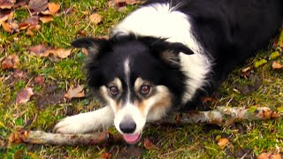 Border Collie Ruby a smart Dog Lady has fun