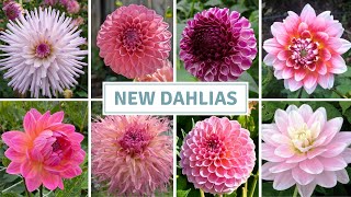 Dahlia Cuttings, 50 New Dahlias, Final Dahlia Haul of 2024 // Cottoverdi