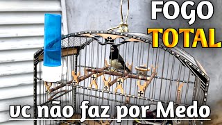 URGENTE ! Pare de perder Tempo , Duas TÉCNICAS que vai Fazer seu COLEIRO papa capim abrir fogo TOTAL