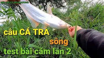 Câu CÁ TRA sông bình dương mới nhất. HỘI CÂU CÁ BÌNH DƯƠNG /fishing bait world