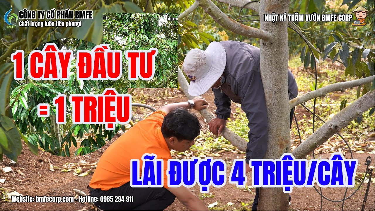 1 CÂY SẦU RIÊNG ĐẦU TƯ 1 TRIỆU – LÃI 4 TRIỆU/CÂY | Câu Chuyện Thành Công Của Nhà Vườn Ở Tây Nguyên