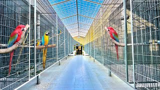 Visit Adeel CH Aviary | Macaw Breeding Farm | Raw, Ringneck, Conure, Lory Breeding Setup