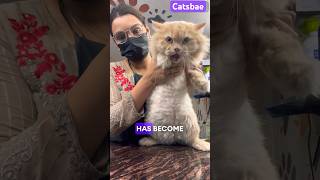 Cat grooming | 8446853378 #catsbae watch full video on my Instagram
