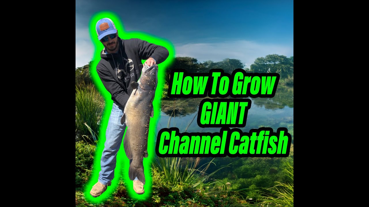 Episode 2: How To Manage Channel Catfish In Your Pond