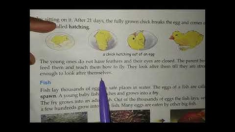 Class 4 || EVS ||  Chapter 17 || Reproduction in Animals