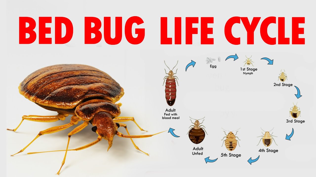 The Life Cycle of Bed Bugs