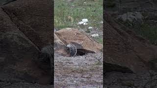 Ground Squirrel Checks Out Burrow