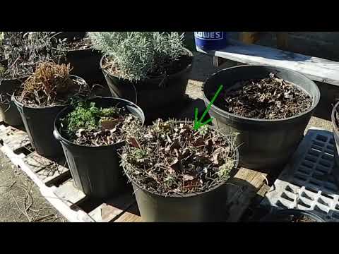 Video: Hårde urter til zone 7 - tips til dyrkning af urter i haver i zone 7