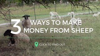 TOP 3 WAYS TO MAKE MONEY WITH SHEEP! screenshot 1