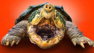 BEST Reptile Zoo? Biggest Collection of Turtles and Tortoises! Special Guests + more