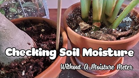How To Check Soil Moisture In Potted Plants #shorts