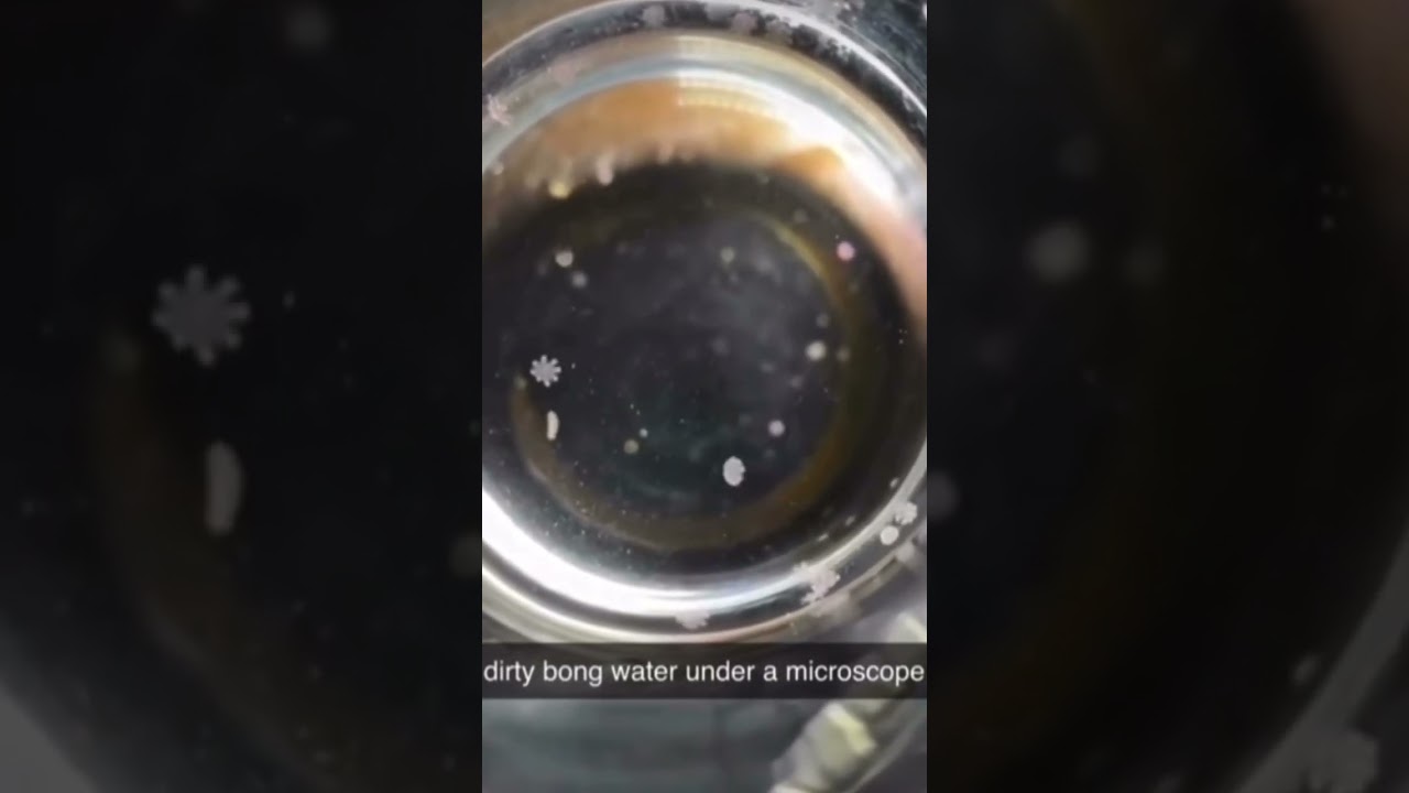 Dirty bong water under a microscope NASTY