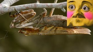 Forsen reacts to Insect Mating - Everything You Need to Know | Love Nature