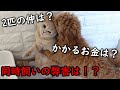 【犬と猫どっちも飼ってると毎日どうなるのか】同時に飼う前に見て欲しい動画