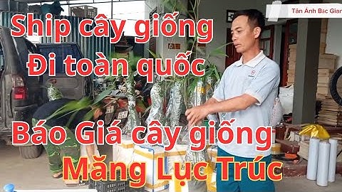 Báo giá công khai cây giống măng lục trúc nhận gửi đi toàn quốc