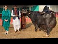 Maryam Nawaz Shareef ll Top Nili Ravi  Buffalo Breeder Haji Shaukat Doggar of Multan #maryamnawaz