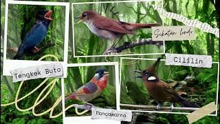 MASTERAN SUPER EDAN , Sikatan Londo - Cililin - Tengkek Buto - Pancawarna ( 3jam)