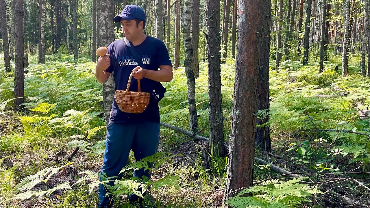 Грибы пошли после дождей. Молодые подосиновики. Грибы 2025