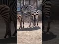 Zebra Mating Zebra Zebrabreading Animalbreading Zebra Mating Zebra Zebrabreading Animalbreading
