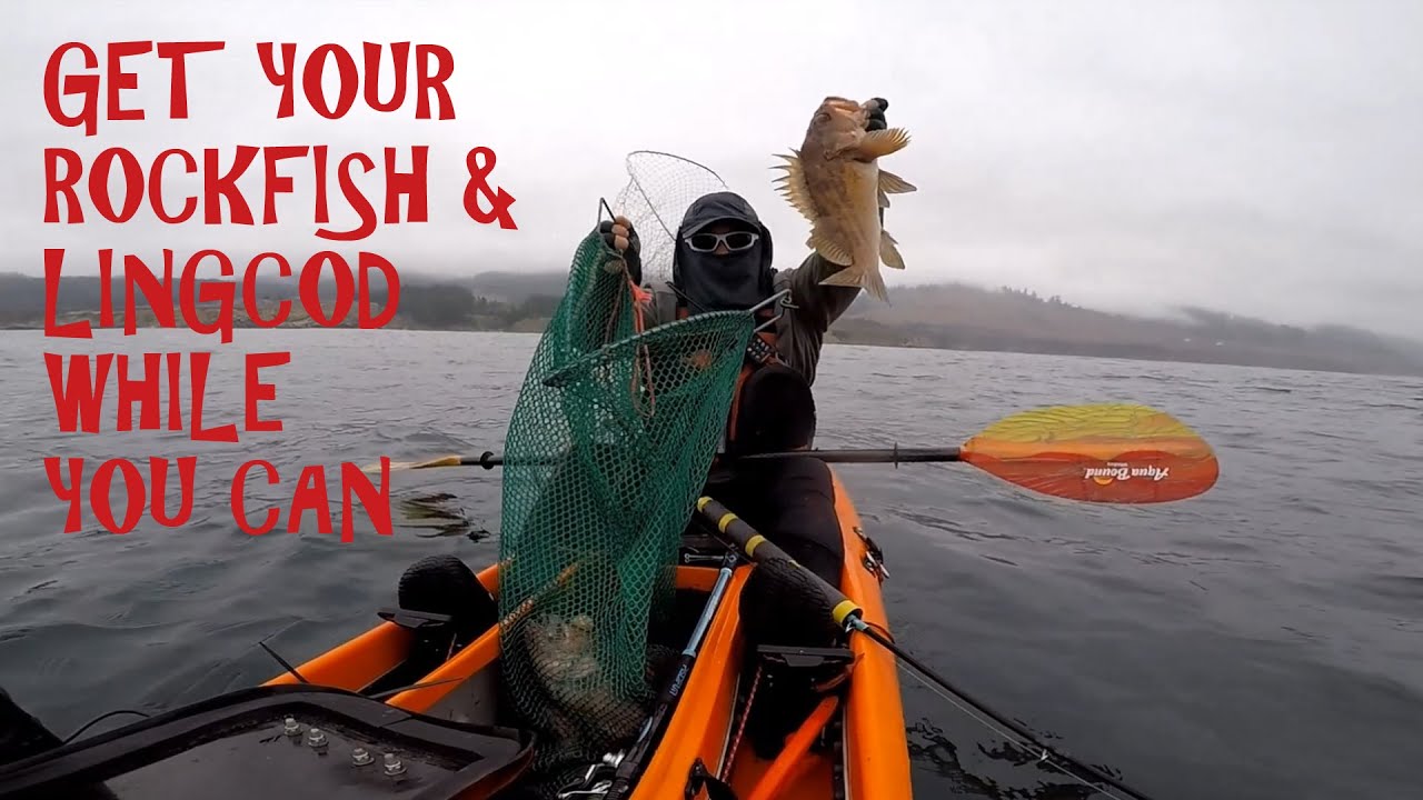 Go Get Your Rockfish And Lingcod While You Can Next Season Might Be california-bosco-rockfish-catch-cook-best-ways-to-eat-rock-cod