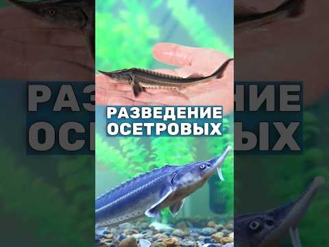 Разведение осетра в своём пруду - что нужно? Выращивание рыбы в пруду, рыбоводство #shorts