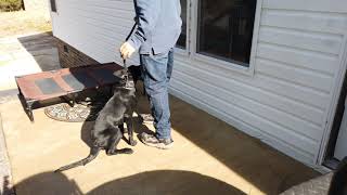 puppy black belgian malinois