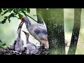 Live: Wild crested ibises nurse 4 hatchlings in NW China – Ep. 7