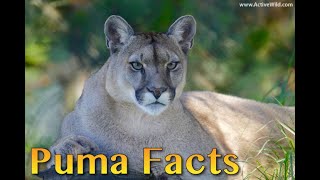 10 Intriguing Puma Facts You Didn't Know