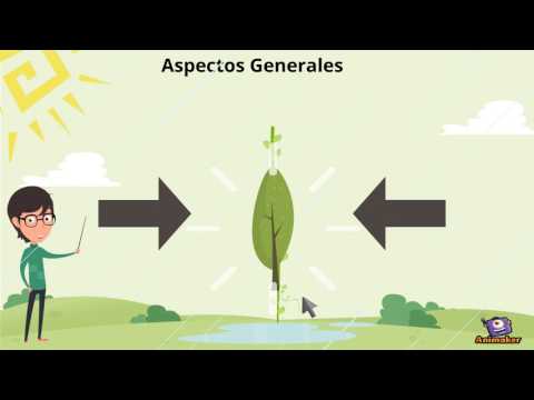 Video: ¿Cómo afecta el clima al crecimiento de las plantas?