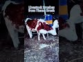 Watch cows go wild over their favourite manual cattle brush. #cow #cowbrush #cattle #cattlebrush