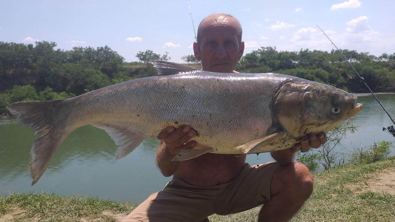 Pescuit cu uica Gore. Montură pescuit cu coaja de pâine uscată la suprafata apei.
