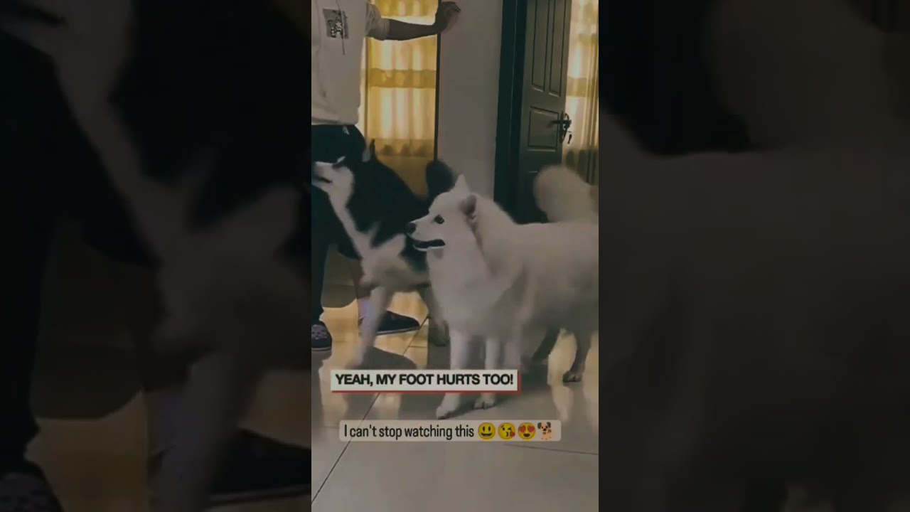 Husky 🤣