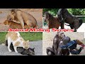 Horse mating and other animals Mating