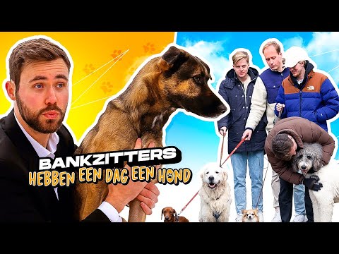 Video: Zijn Rottweilers goede familiehonden?