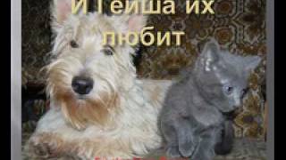 Русские голубые котята Русские голубые котята